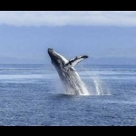 Terra misteriosa da Islândia 8 dias/7 noites 29