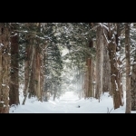 Aurora Borealis na Finlândia - Rovaniemi 7 dias/6 noites 27