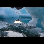 Aventura de verão da Gronelândia 5 dias/4 noites 11