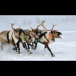 Finnish Lapland with Helsinki and Stockholm 11 days/10 nights 14
